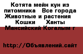 Котята мейн-кун из питомника - Все города Животные и растения » Кошки   . Ханты-Мансийский,Когалым г.